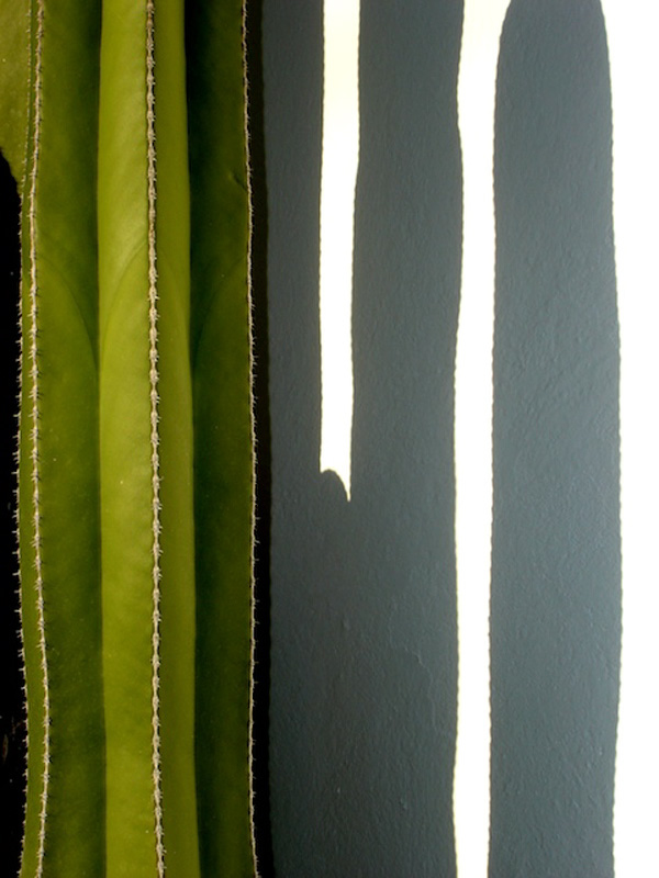 Cactus Shadows